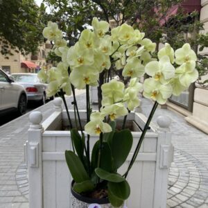 orixdeya gulleri buketleri